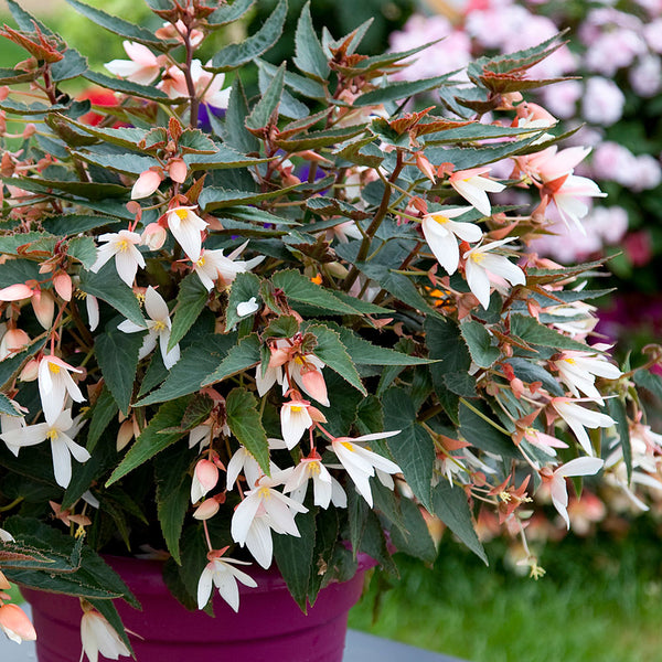 begonia potted plant Begonia 'Bossa Nova® Pure White' plants