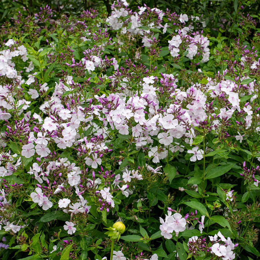 Phlox 'Party Girl' - S1