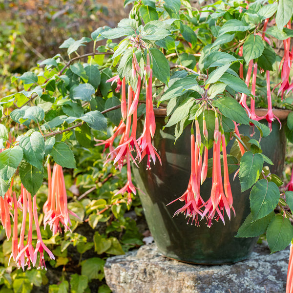Fuchsia 'Pour le Menneke' plants