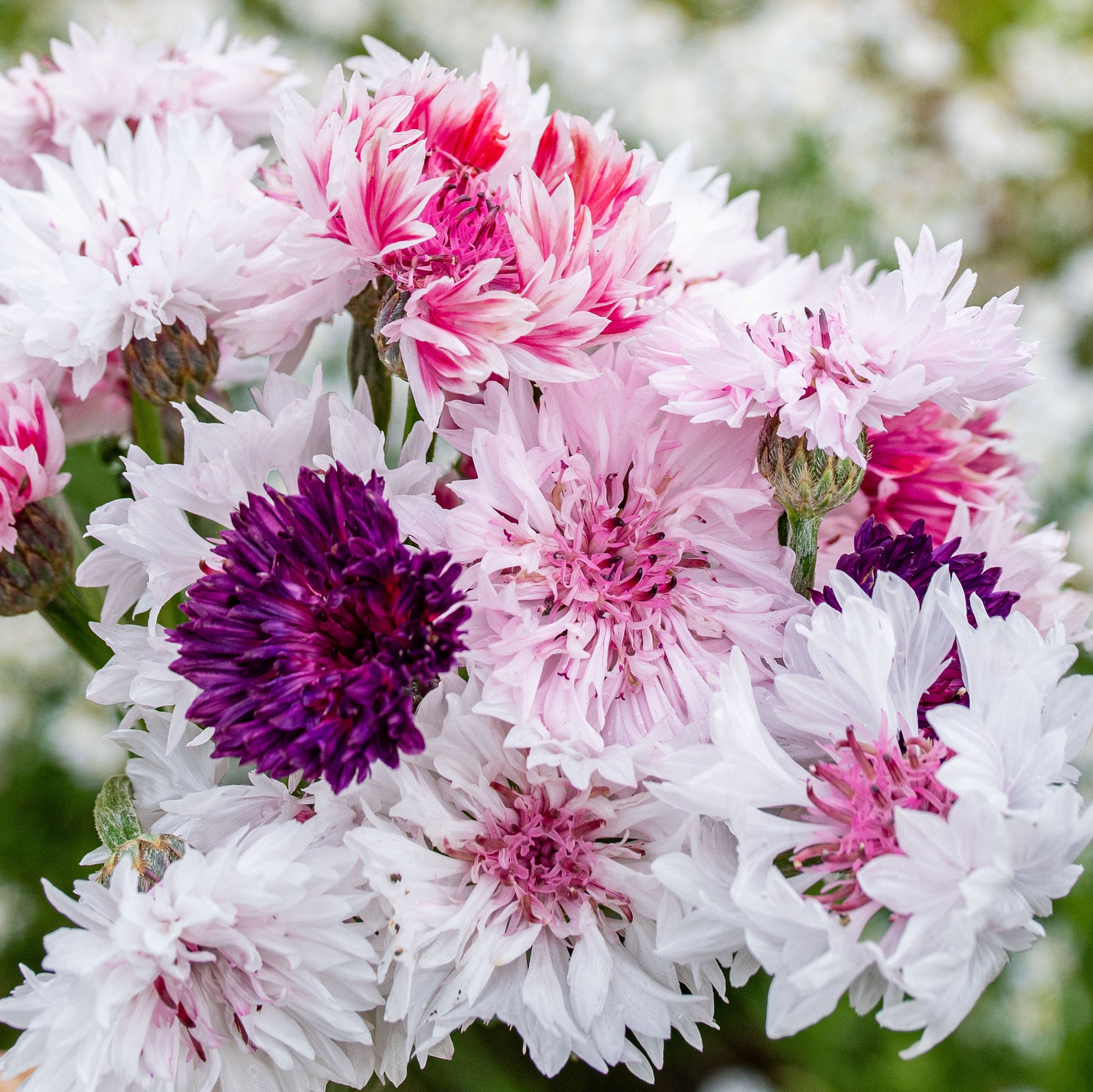 Bachelor's Buttons 'Classic Magic' Seeds