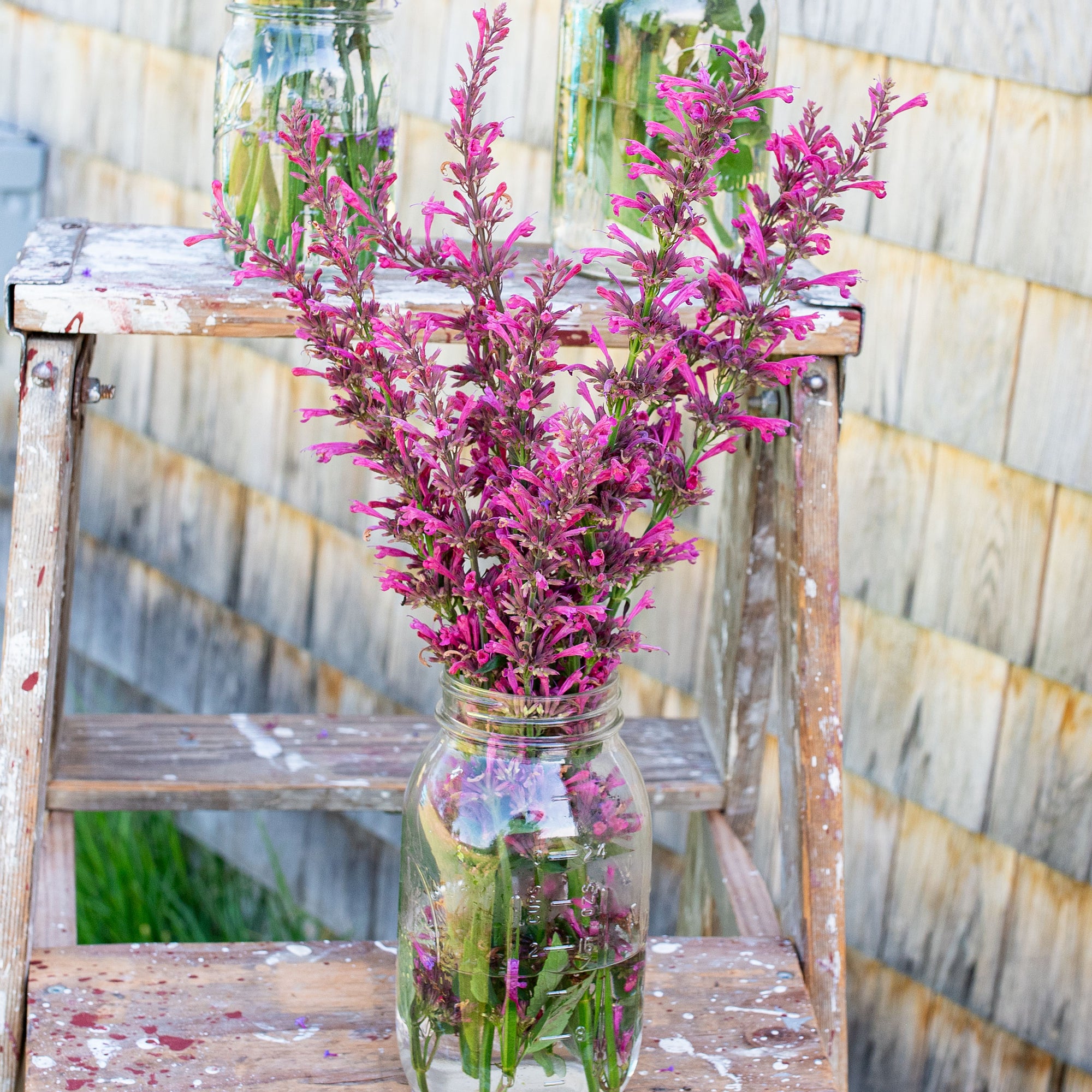 italian heather potted plant Agastache 'Morello' plants