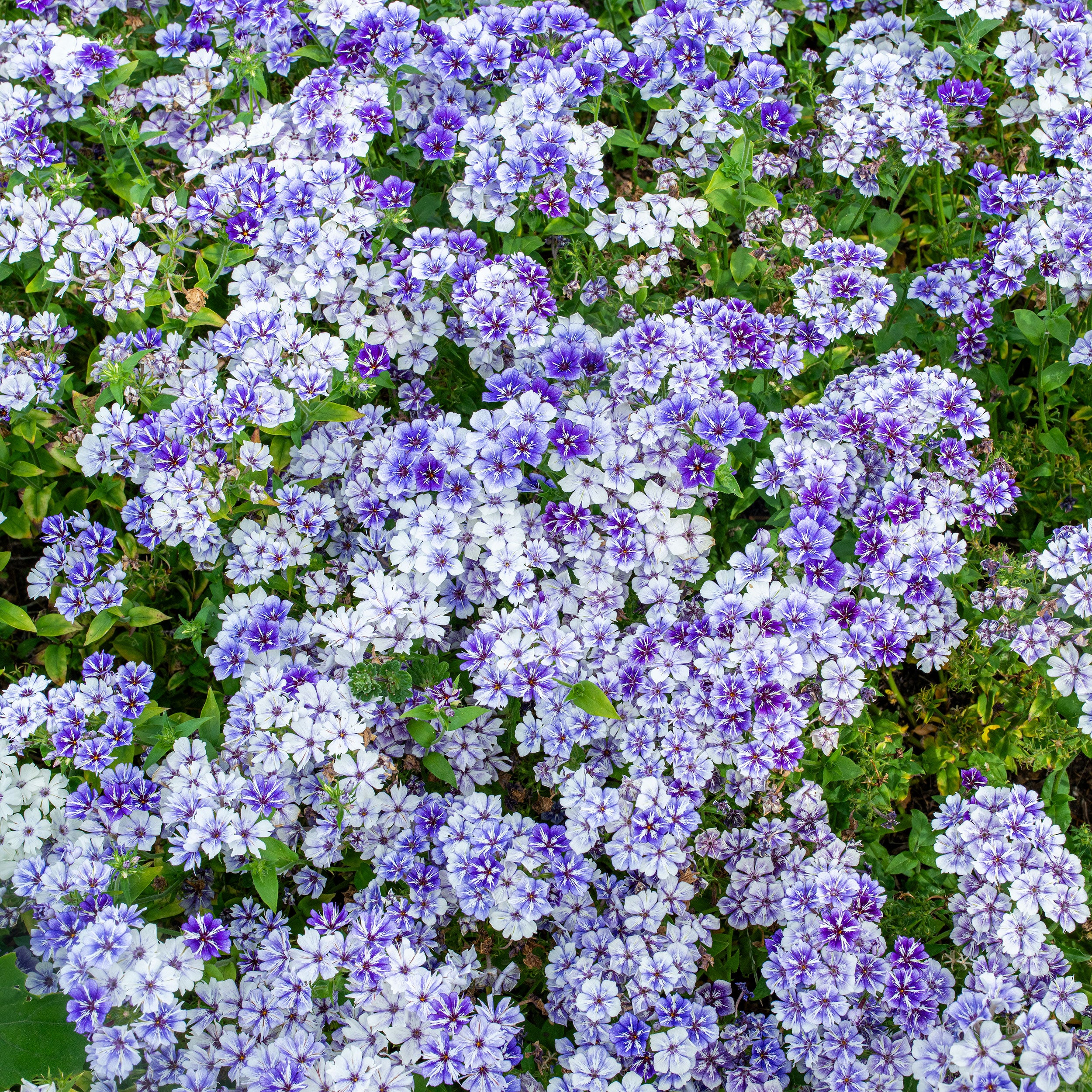 Phlox 'Sugar Stars' seeds