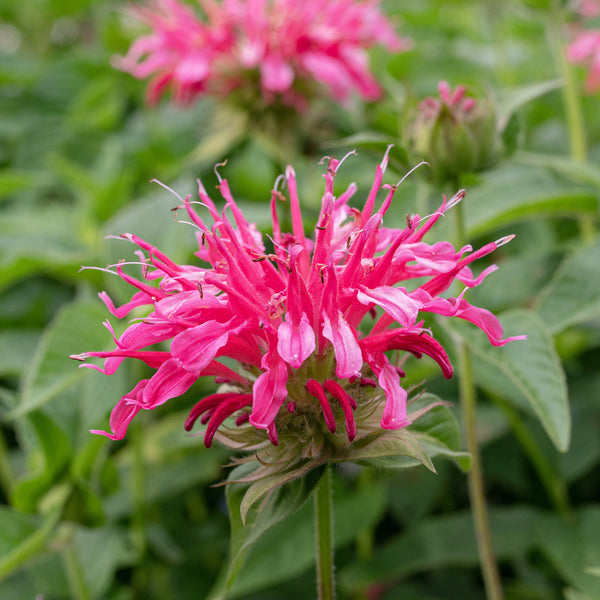 Bee Balm 'Coral Reef' - S1