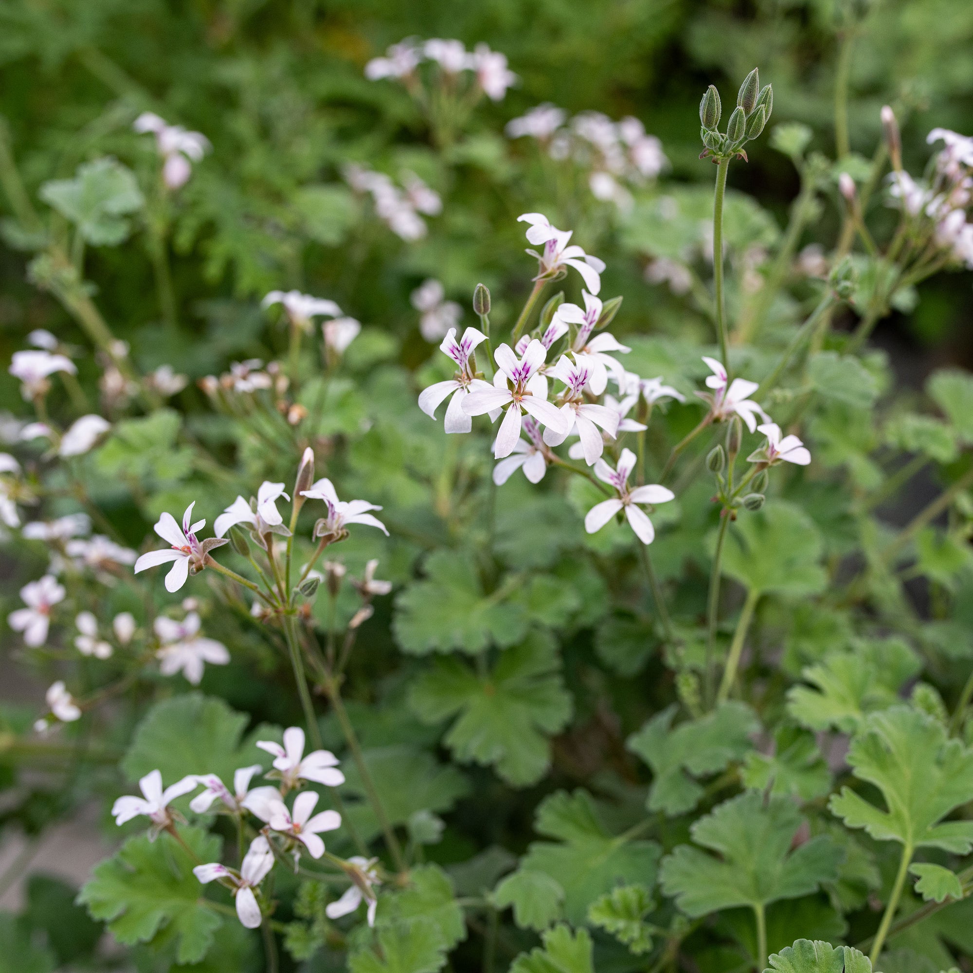 Geranium 'Ardwick Cinnamon' - S1