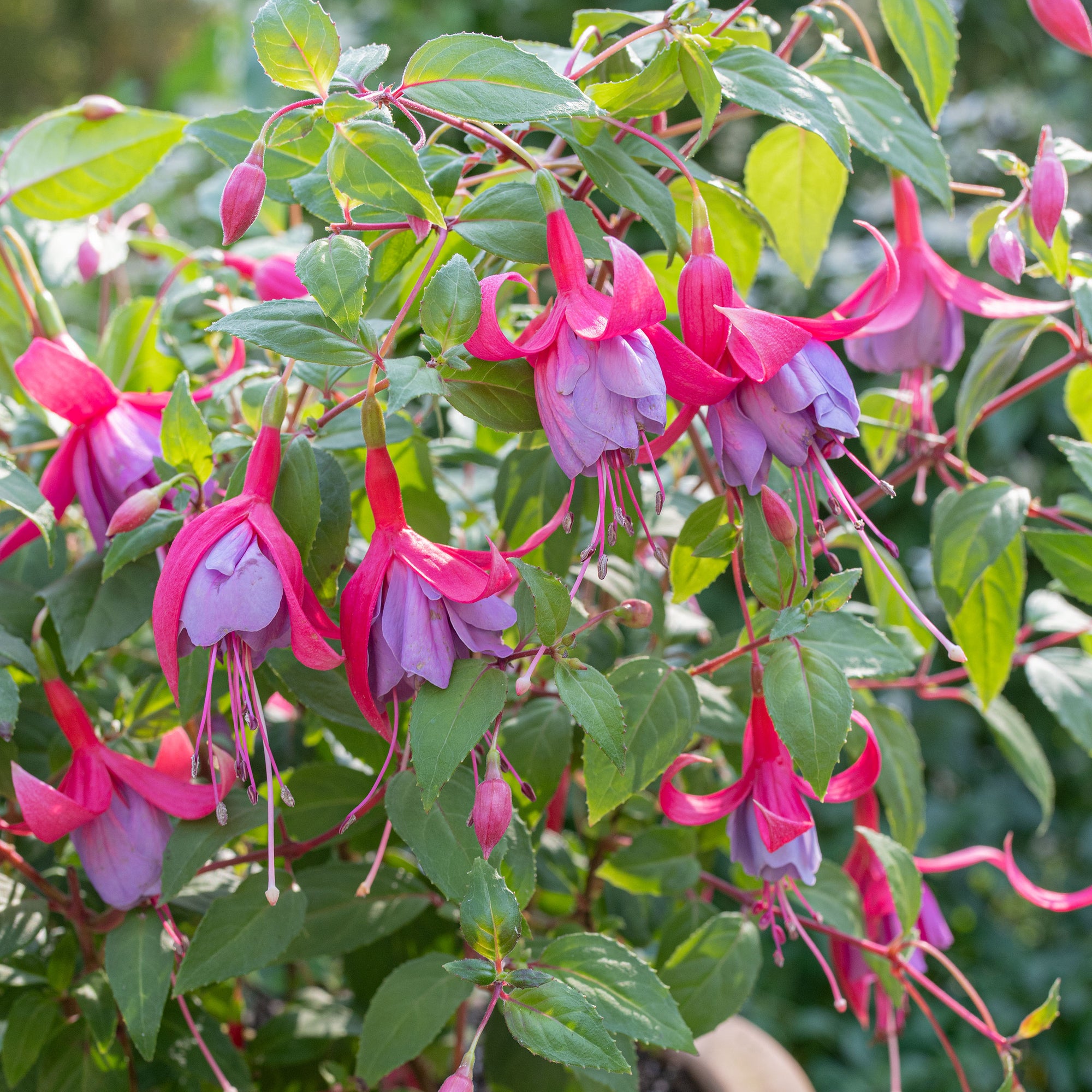 fertilizer for fuchsia plants Fuchsia 'Tennessee Waltz' plants