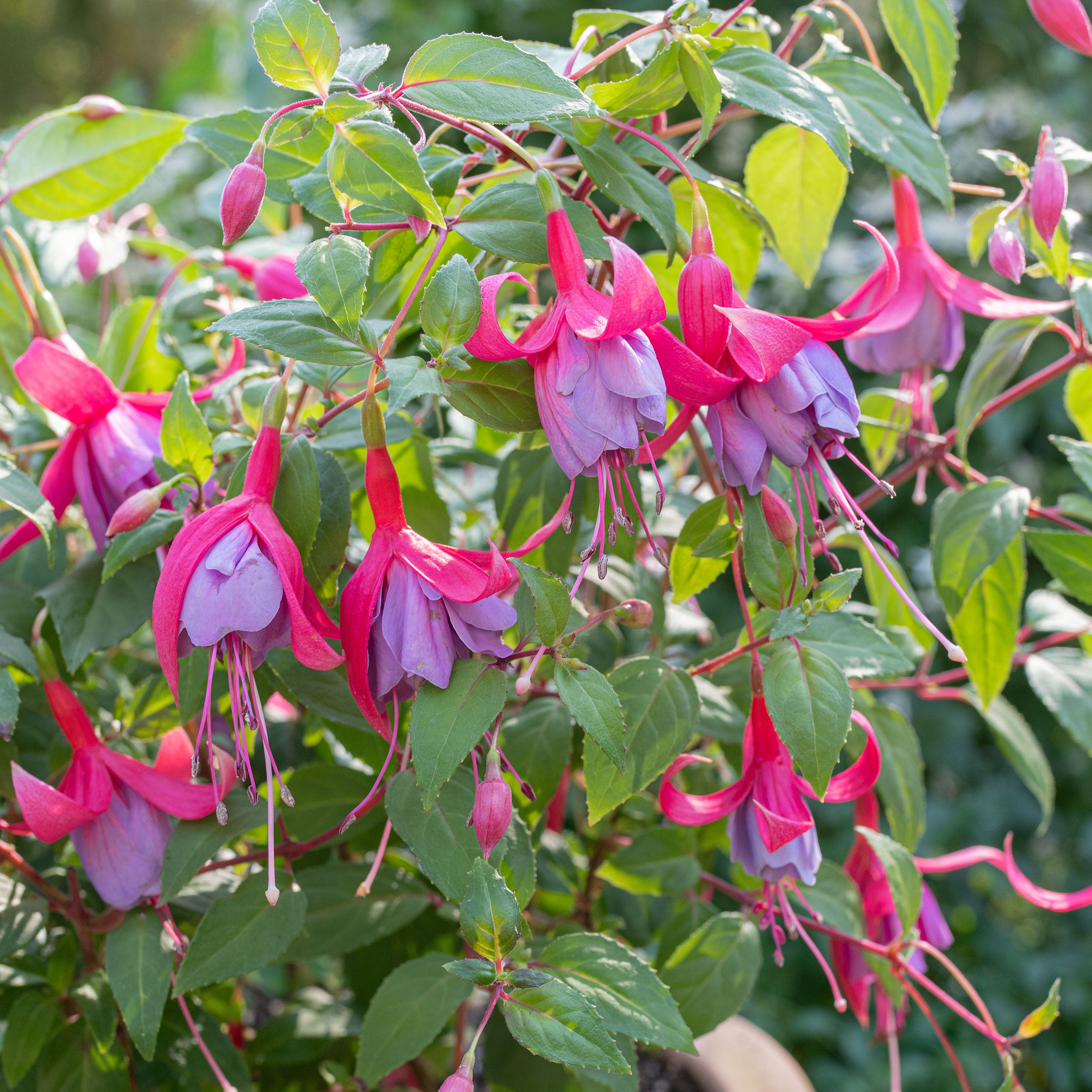 fuchsia flower seeds for sale Fuchsia 'Tennessee Waltz' plants