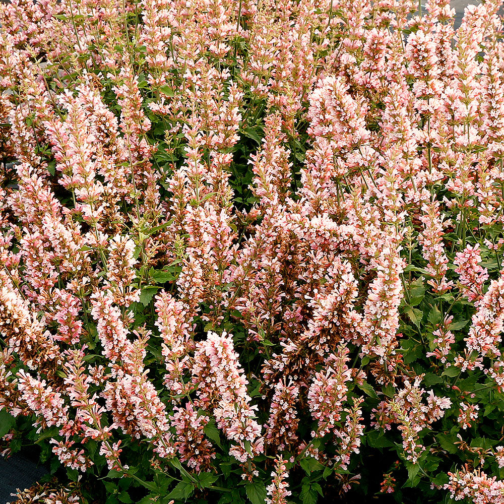 Agastache 'Pink Pearl' - S1