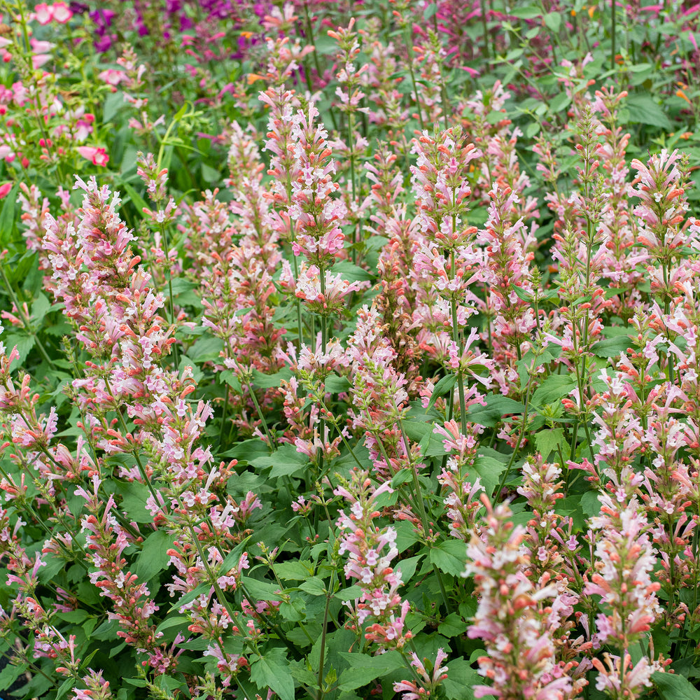 Agastache 'Pink Pearl' - S1