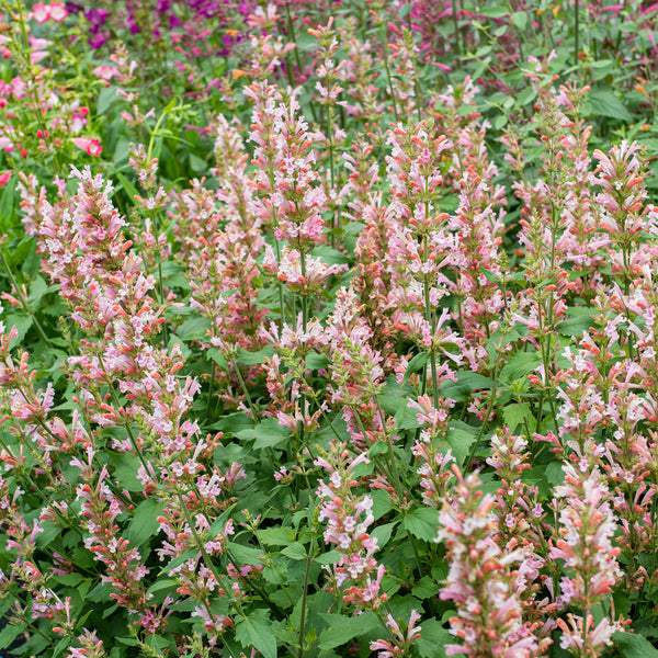 
    



Agastache 'Pink Pearl' 
