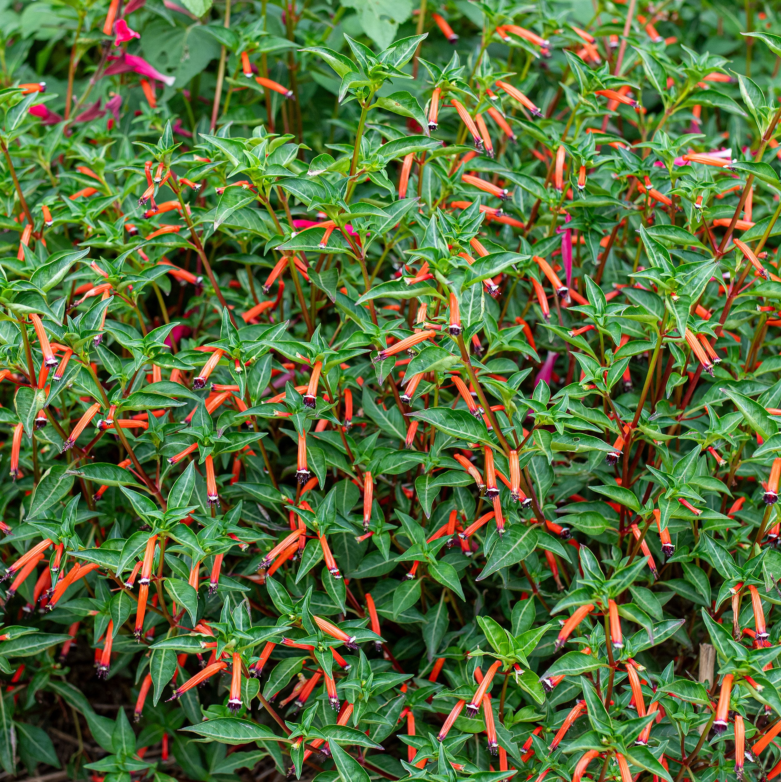 Cuphea 'Cherrybells' plants