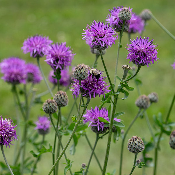 Cornflower 'Perennial Butterfly' seeds