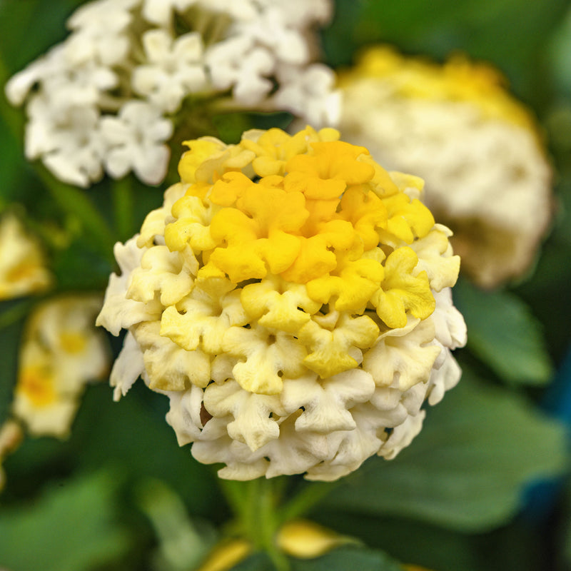 Lantana 'Landmark™ Lemon Glow' - S1