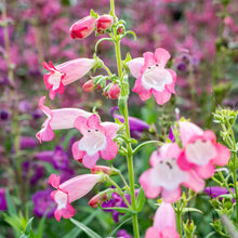 Penstemon 'Flock of Flamingos' - S1