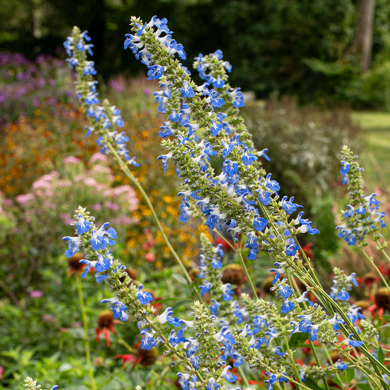 
  



Salvia - Bog Sage 
