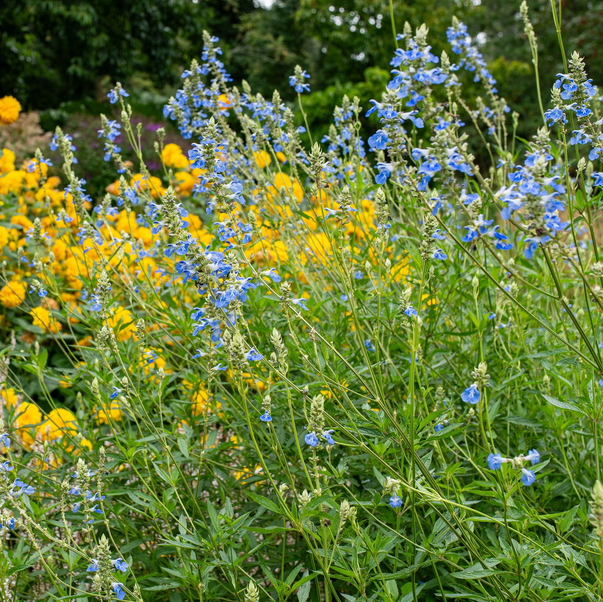 bog plant seeds Bog Sage plants