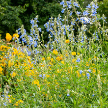 Salvia - Bog Sage - S1