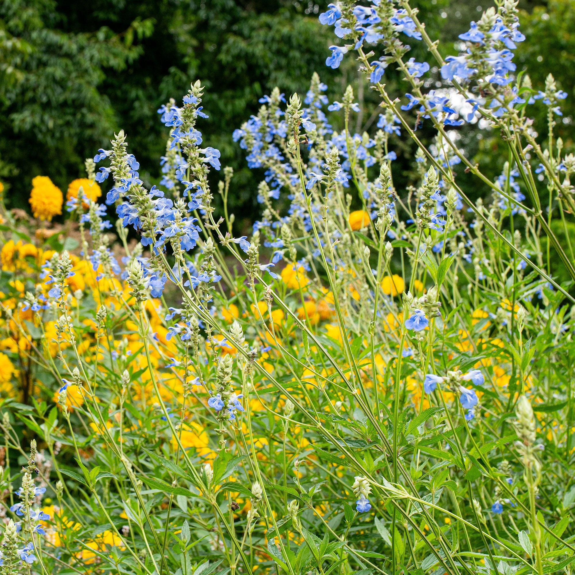 Salvia - Bog Sage - S1