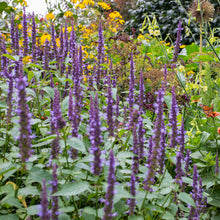 Agastache 'Little Adder' - S1