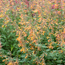 Agastache 'Coronado®' - S1