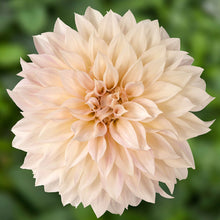 Dahlia 'Café Au Lait' - S1