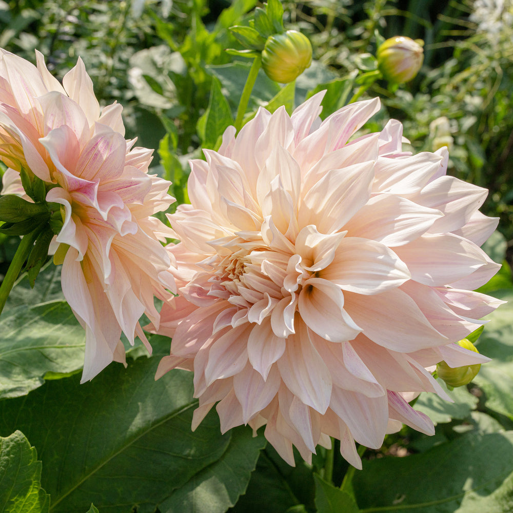 cafe au lait dahlia seeds Dahlia 'Café Au Lait'