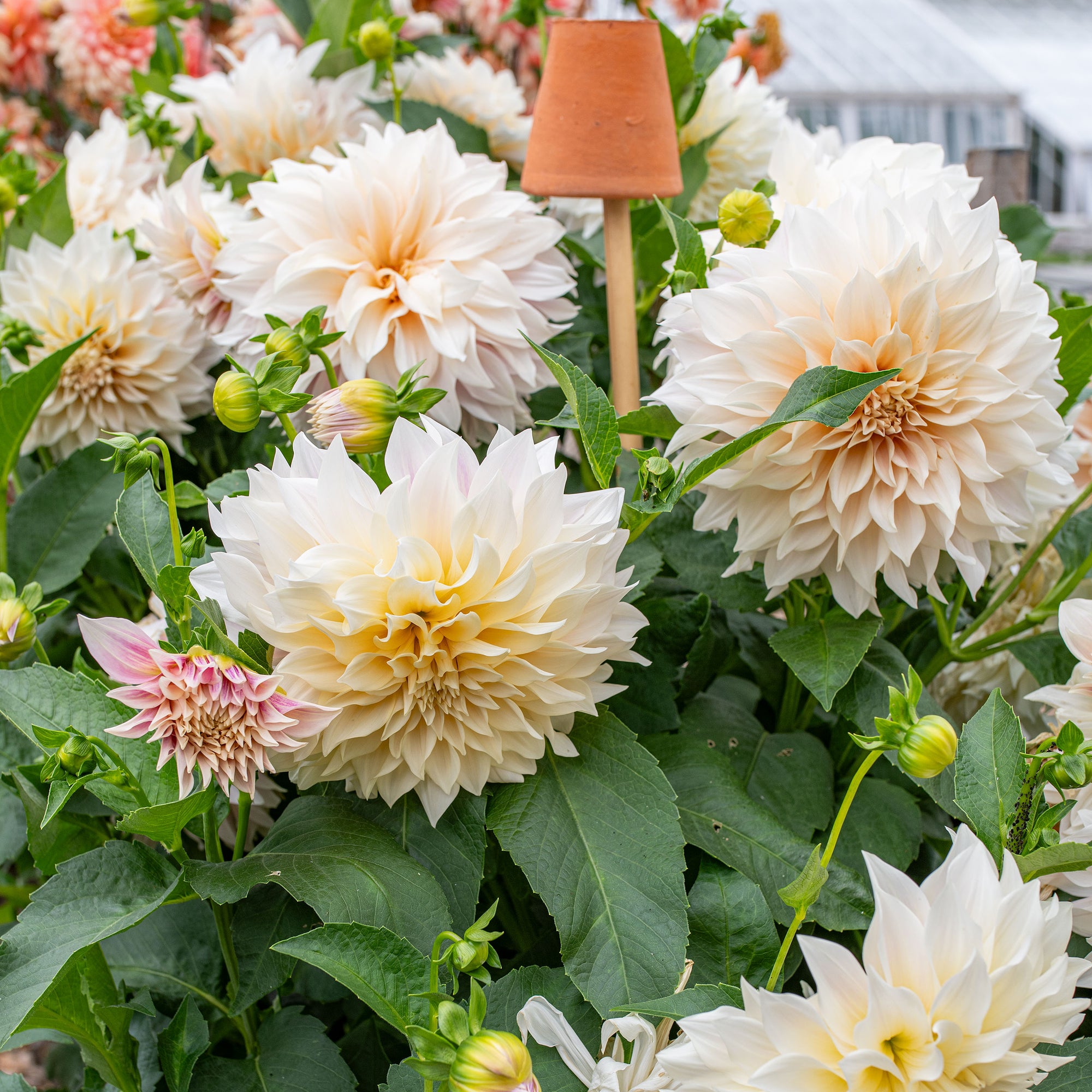 dahlia seeds cafe au lait Dahlia 'Café Au Lait'