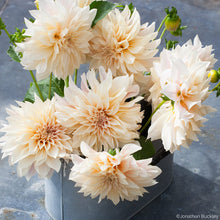 Dahlia 'Café Au Lait' - S1