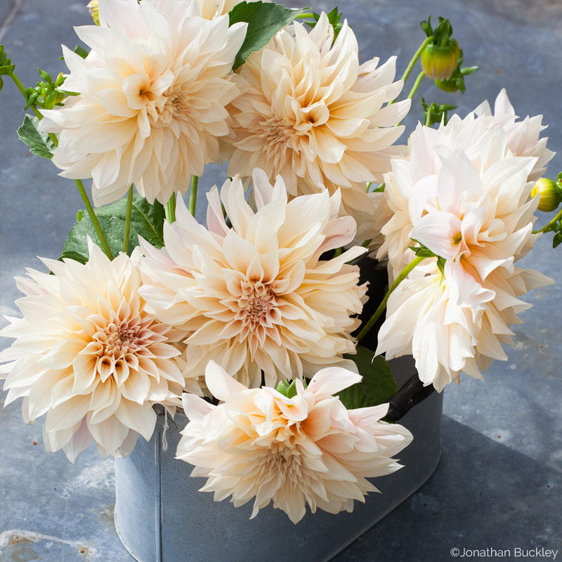 dahlia cafe au lait seeds Dahlia 'Café Au Lait'
