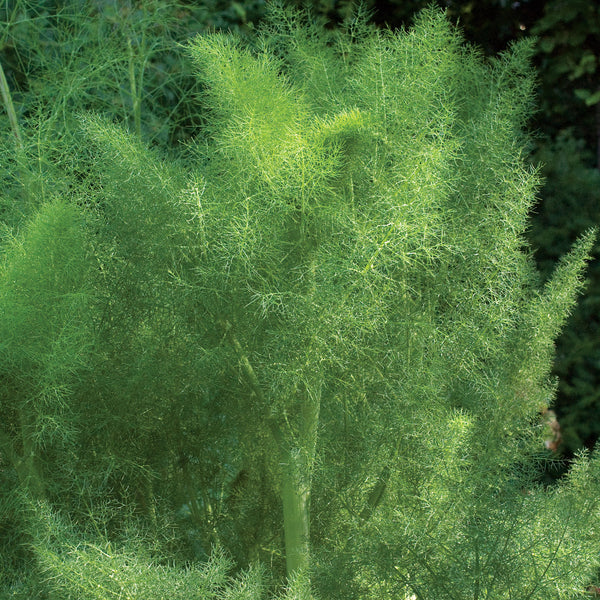 Green Fennel seeds