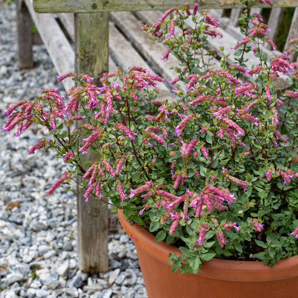 
    



Oregano 'Bristol Cross' 
