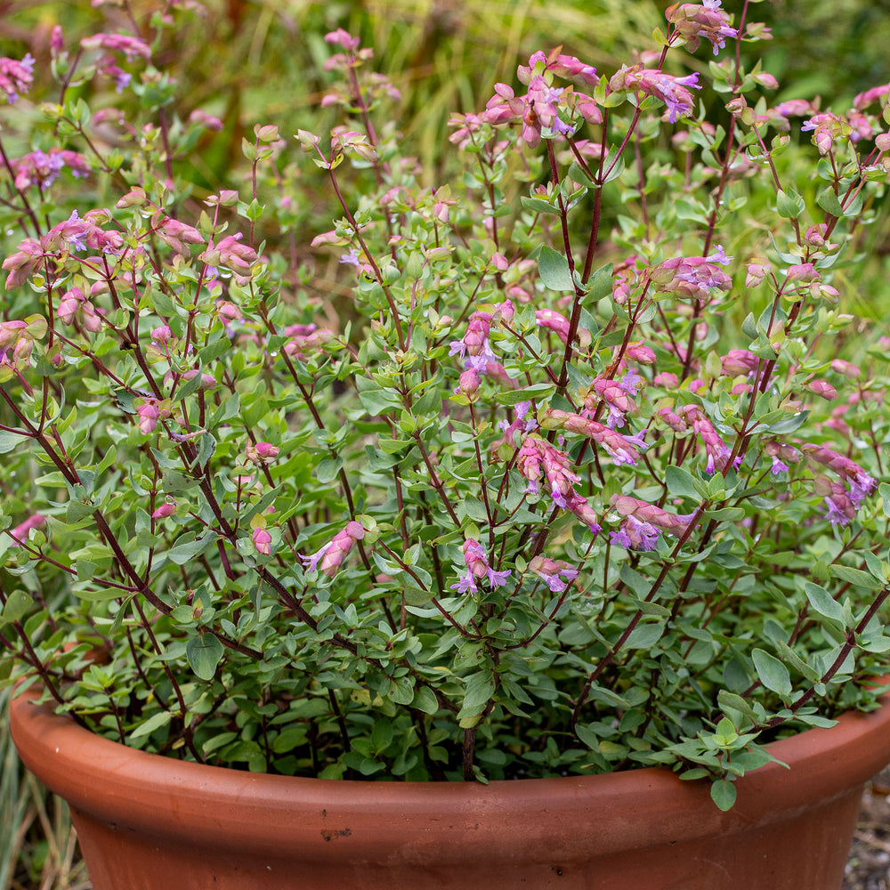 Oregano 'Bristol Cross' - S1