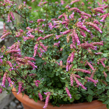 Oregano 'Bristol Cross' - S1