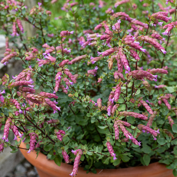 Oregano 'Bristol Cross' plants - Origanum laevigatum x rotundifolium