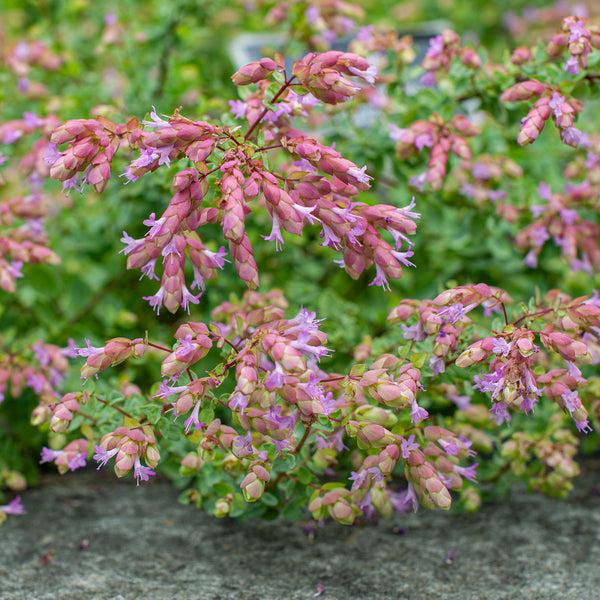 
    



Oregano 'Bristol Cross' 
