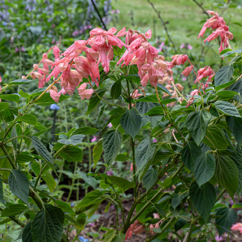 
  



Salvia 'Peachy Pink' 
