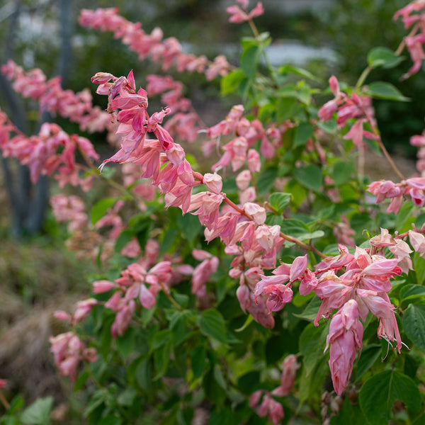 Salvia 'Peachy Pink' - S1