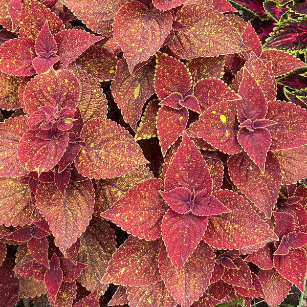 Coleus Talavera™ 'Moondust' - S1