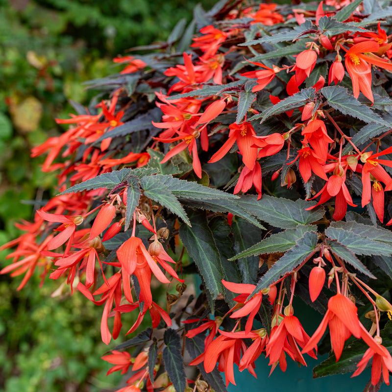 Begonia Bossa Nova™ 'Night Fever Papaya' - S1