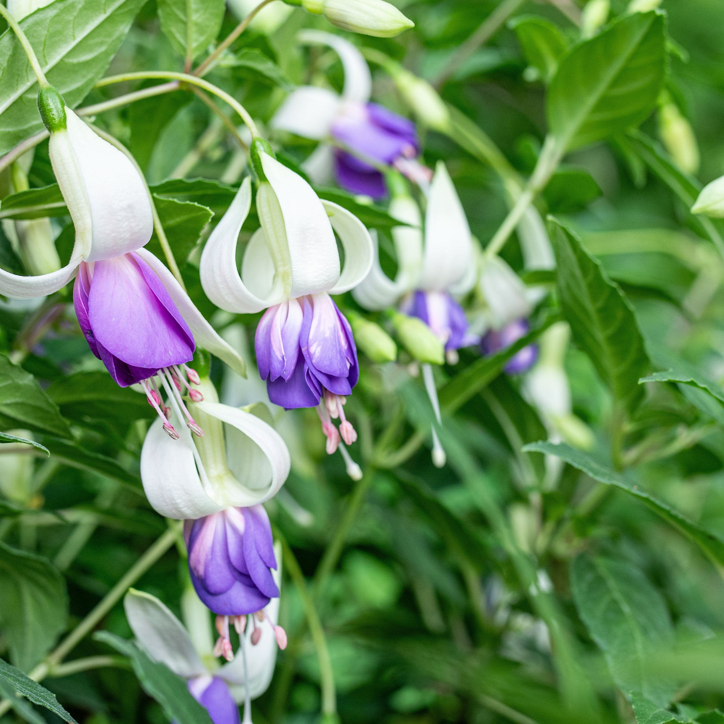 Fuchsia 'Delta's Sarah' plants