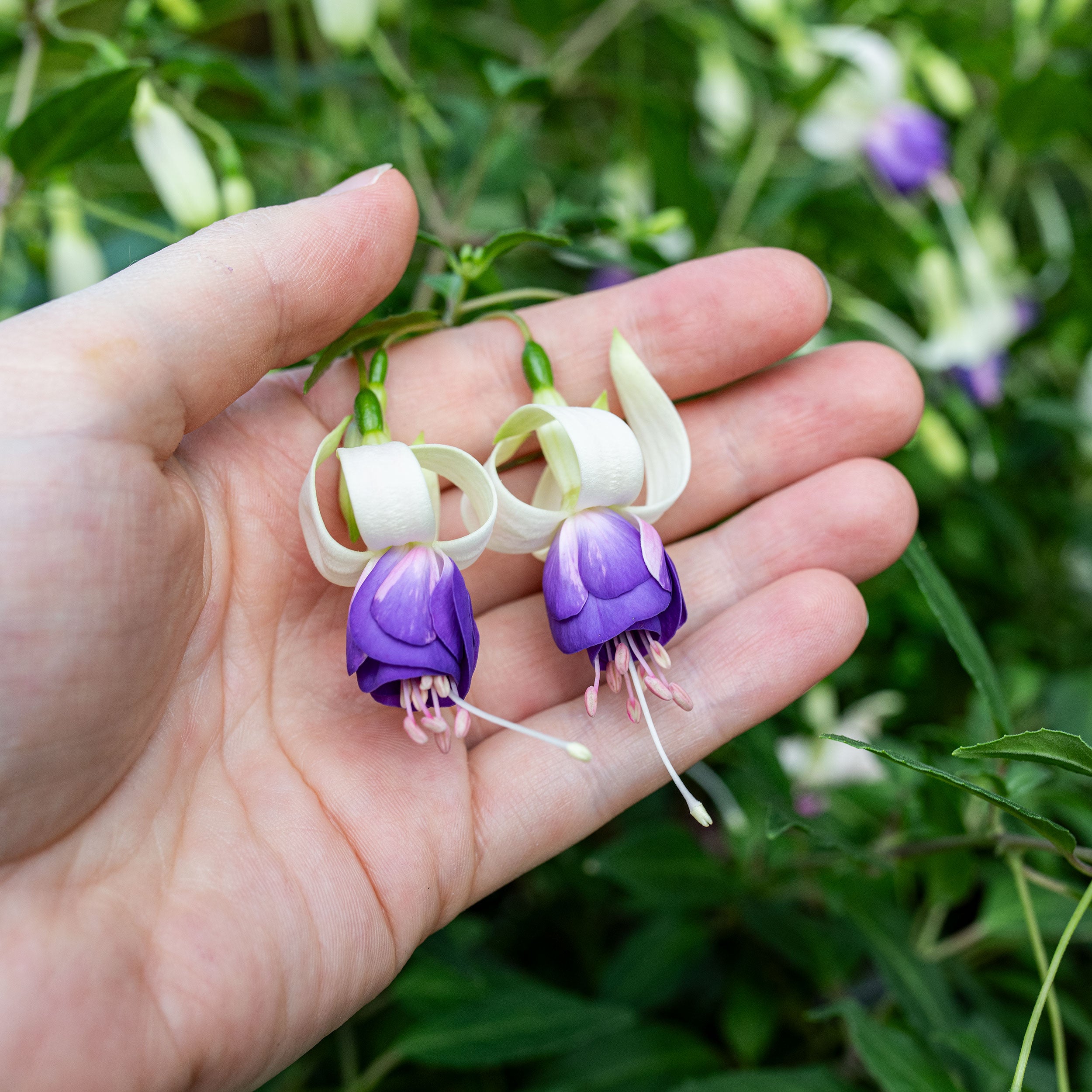 fuchsia plant seeds for sale Fuchsia 'Delta's Sarah' plants
