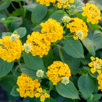 
    



Lantana Bandana® 'Gold' 
