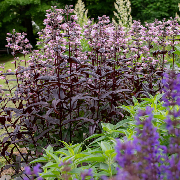 daxton plant Penstemon DAKOTA™ 'Burgundy' plants
