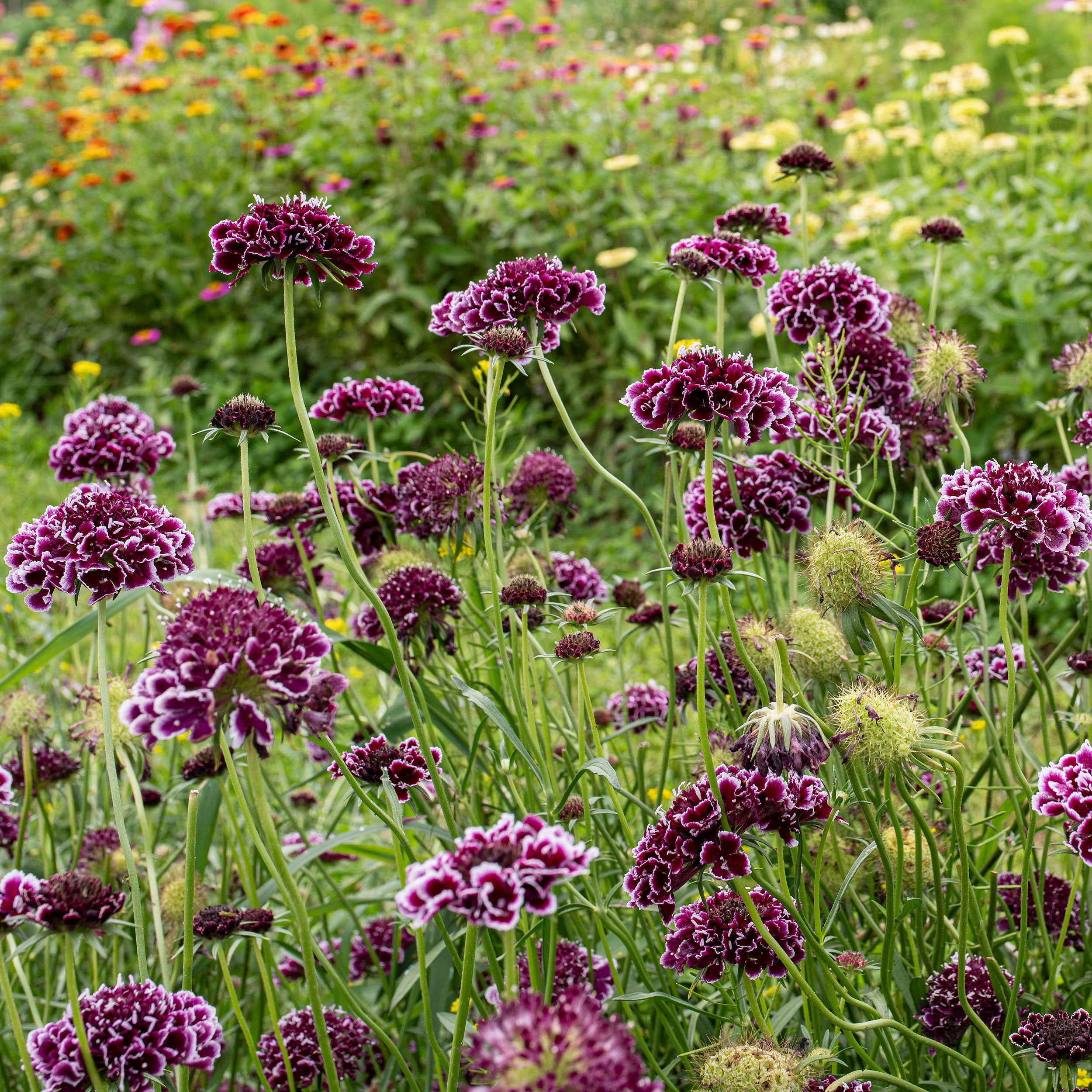 Scabiosa 'FOCAL SCOOP™ Purple Lace' plants