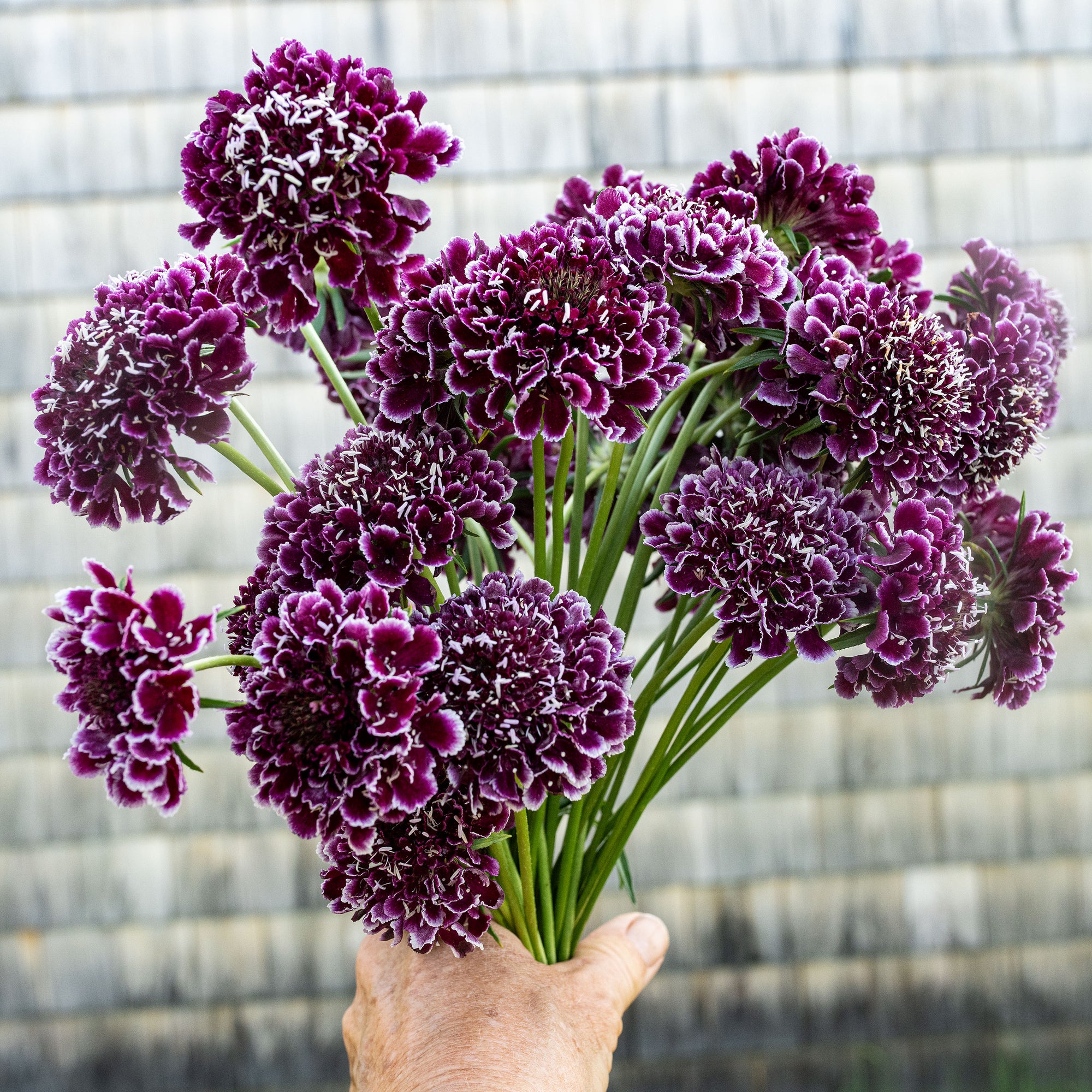 Scabiosa FOCAL SCOOP Purple Lace