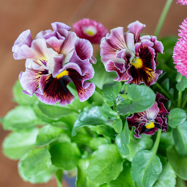 Viola Ruffles Products