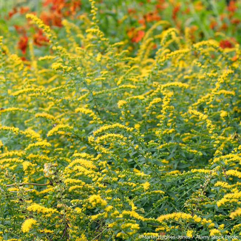 
  



Goldenrod 'Fireworks' 
