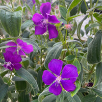 
    



Tibouchina 'Athen's Blue' 
