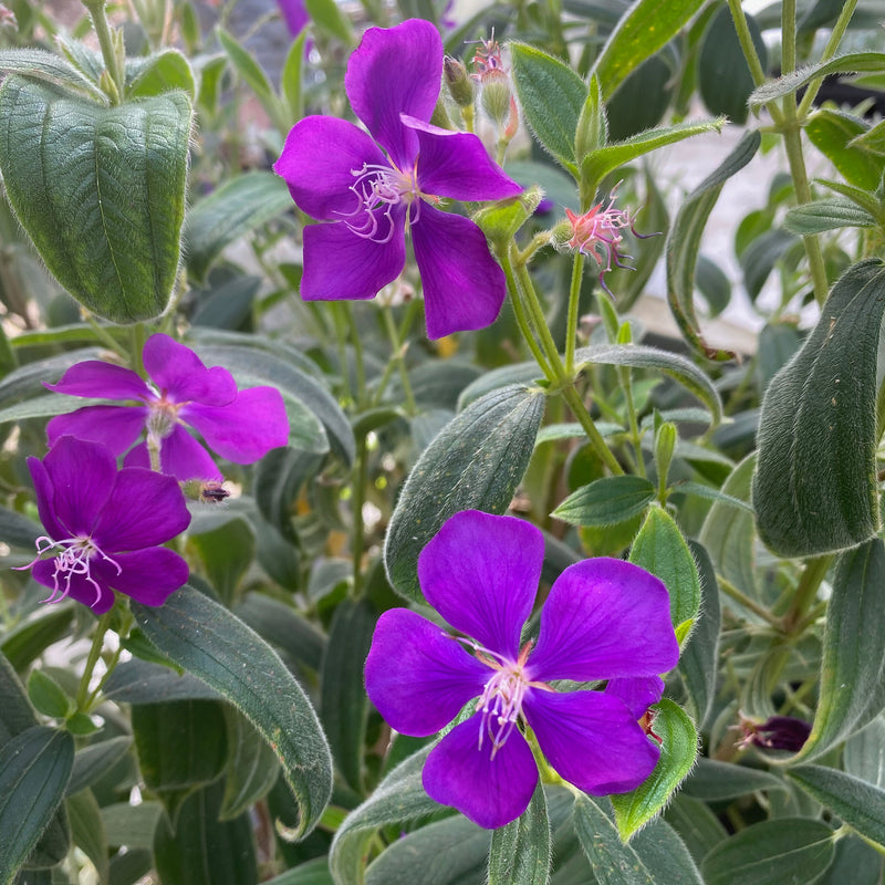 
  



Tibouchina 'Athen's Blue' 
