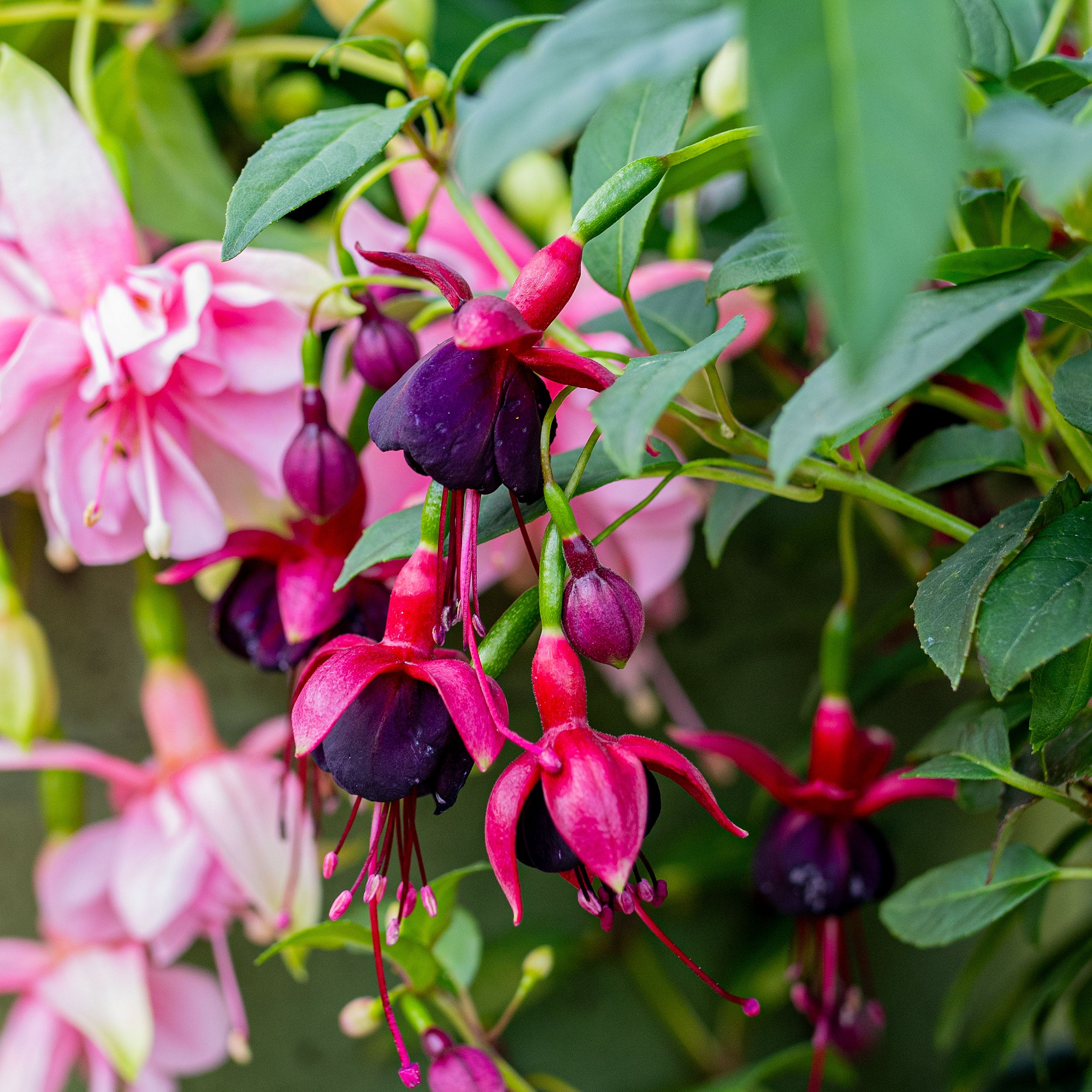 Fuchsia 'DebRon's Black Cherry' plants