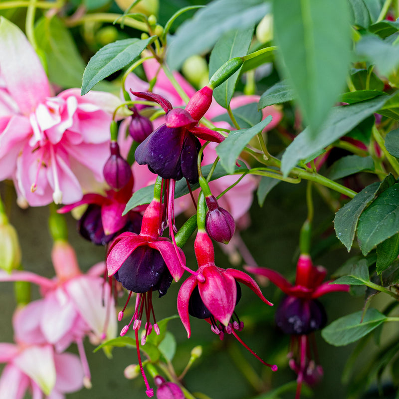 
  



Fuchsia 'DebRon's Black Cherry' 
